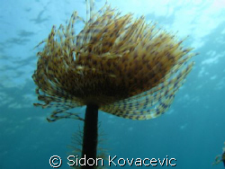 on the wind.. by Sidon Kovacevic 